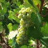 Wine Wednesday - Join the #SauvBlanc Twitter Community Wine Tasting Tomorrow